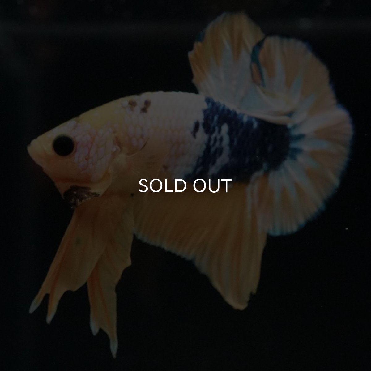 画像6: HMPK イエローファンシー (6)