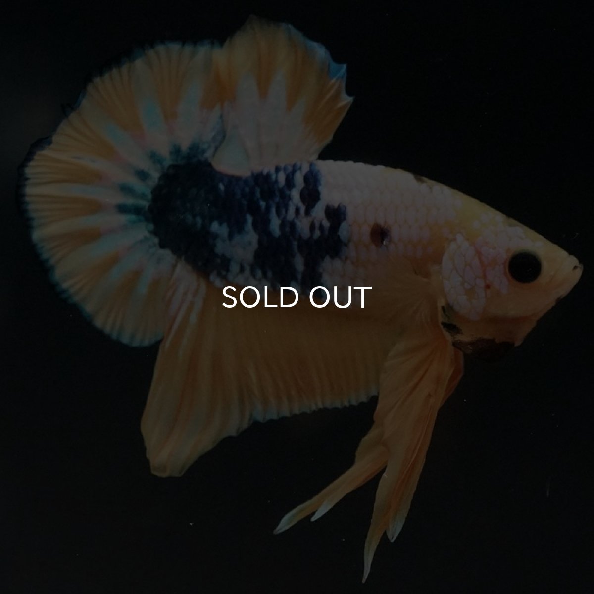 画像5: HMPK イエローファンシー (5)