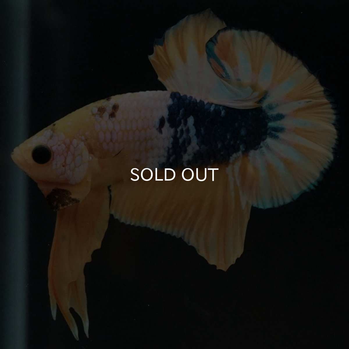 画像4: HMPK イエローファンシー (4)