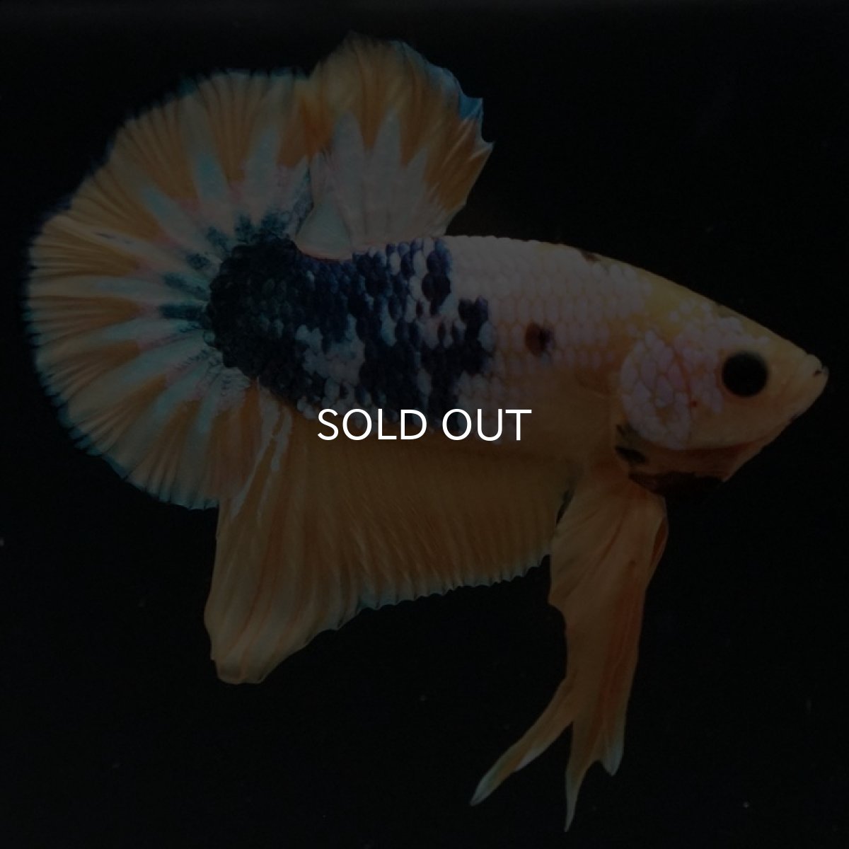 画像2: HMPK イエローファンシー (2)