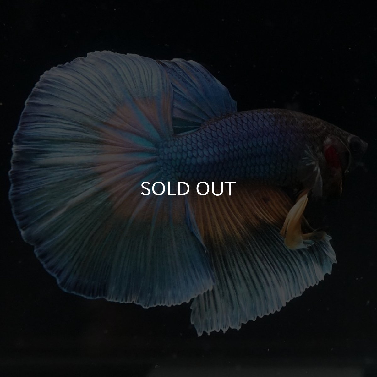 画像6: HM マスタードガス (6)