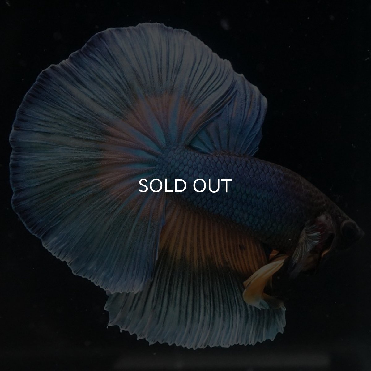 画像3: HM マスタードガス (3)