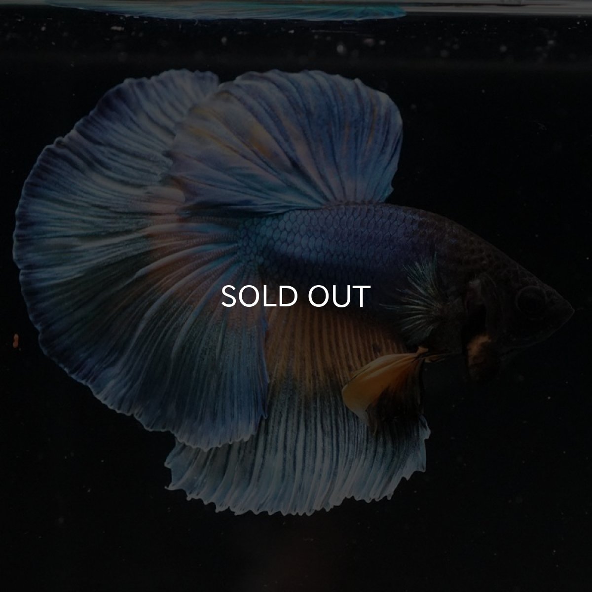 画像5: HM マスタードガス (5)