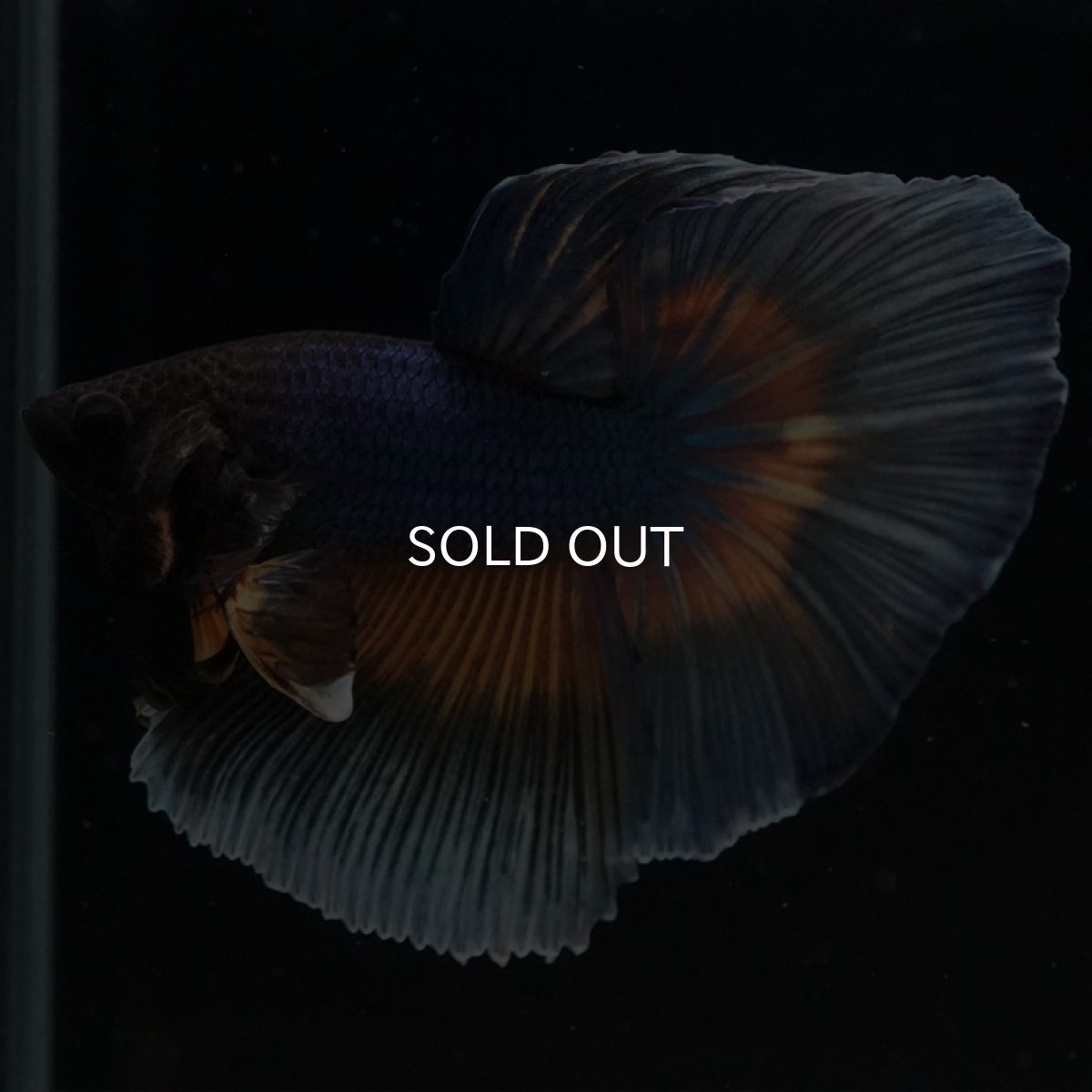 画像4: HM マスタードガス (4)