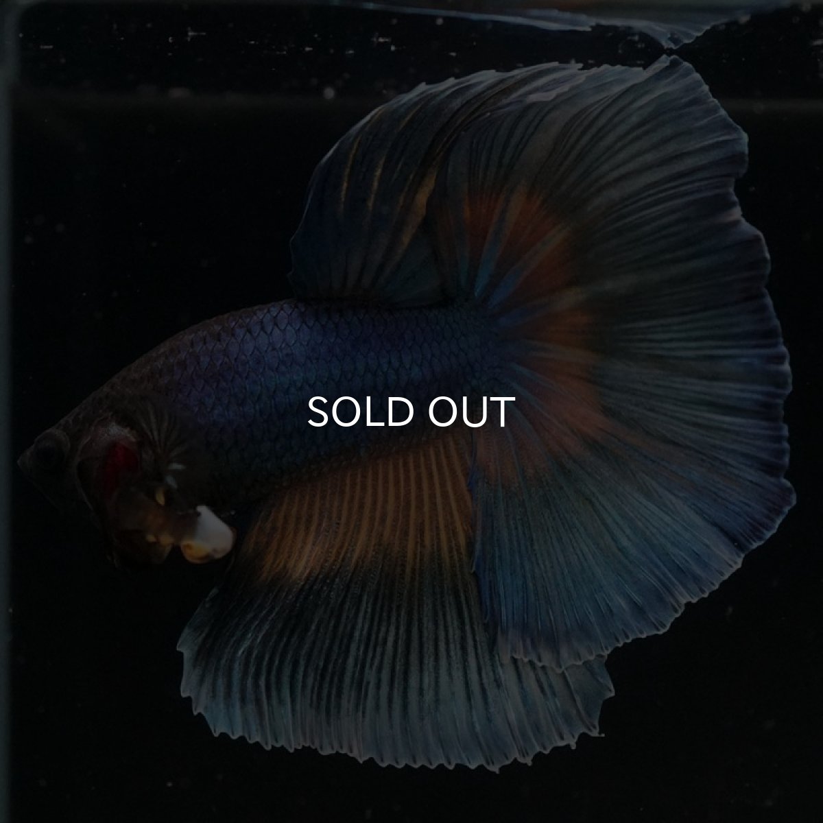 画像2: HM マスタードガス (2)