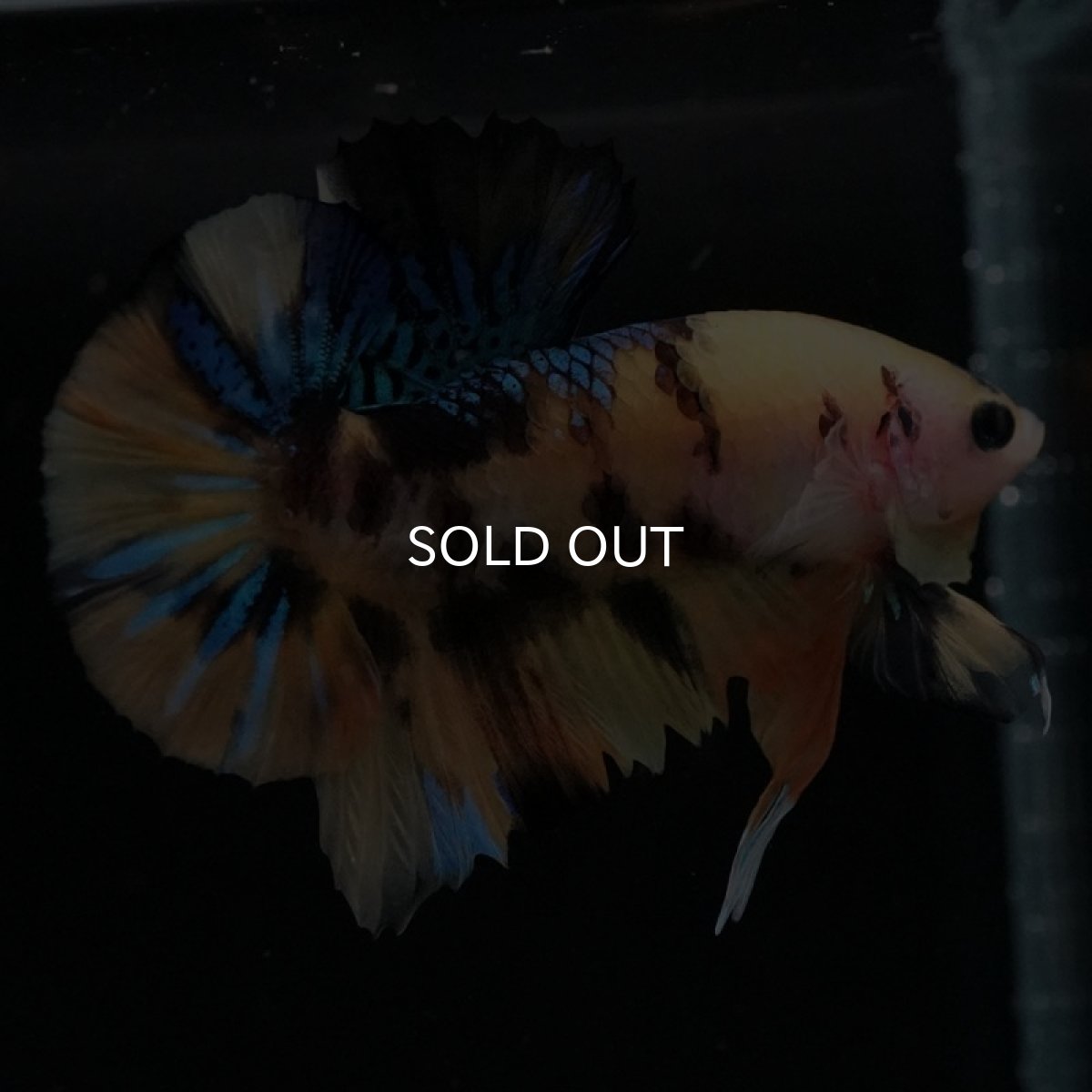 画像4: HMPK　イエロータイガーギャラクシー (4)