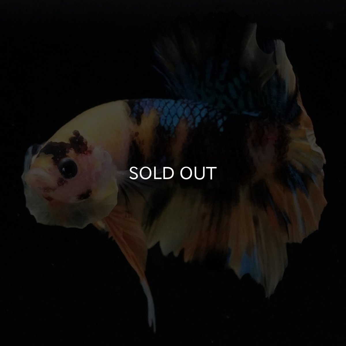 画像5: HMPK　イエロータイガーギャラクシー (5)