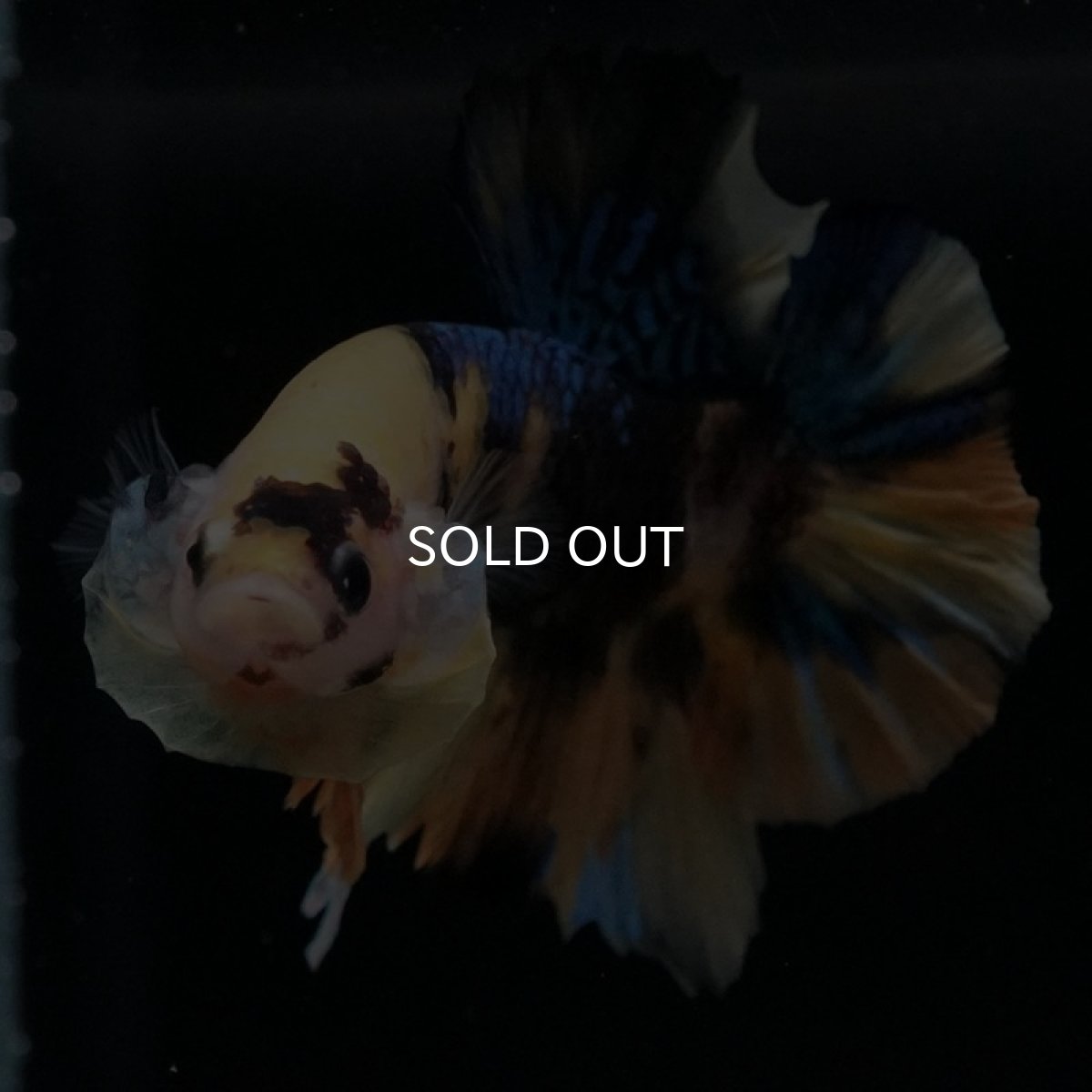 画像3: HMPK　イエロータイガーギャラクシー (3)