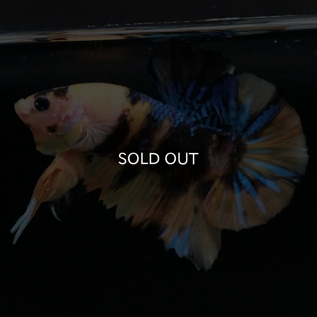 画像2: HMPK　イエロータイガーギャラクシー (2)