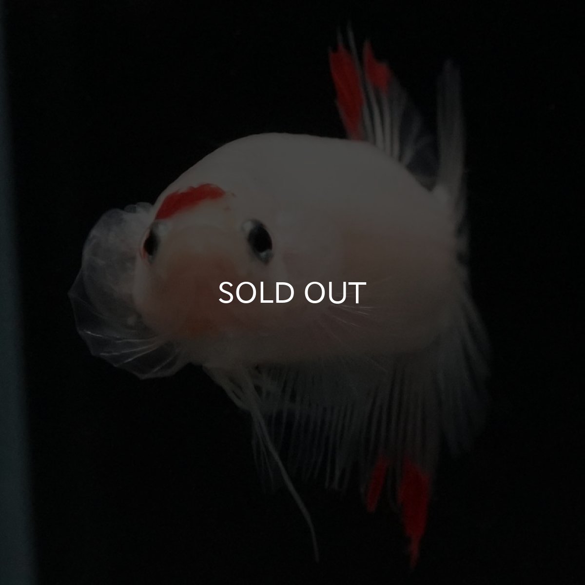 画像6: HMPK ファンシー (6)