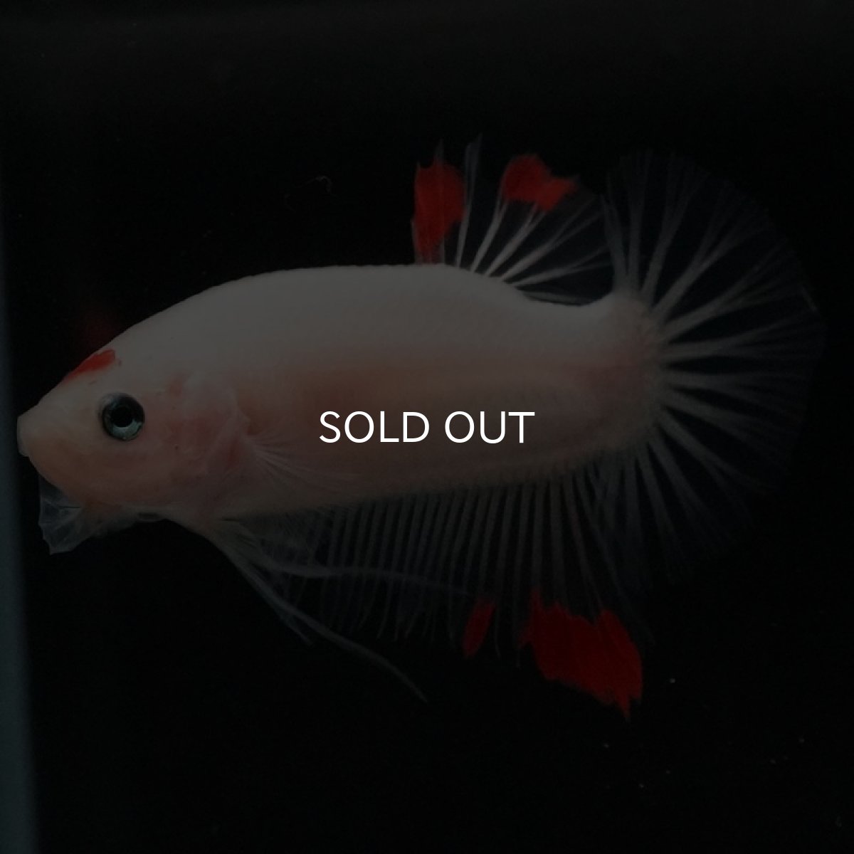 画像2: HMPK ファンシー (2)