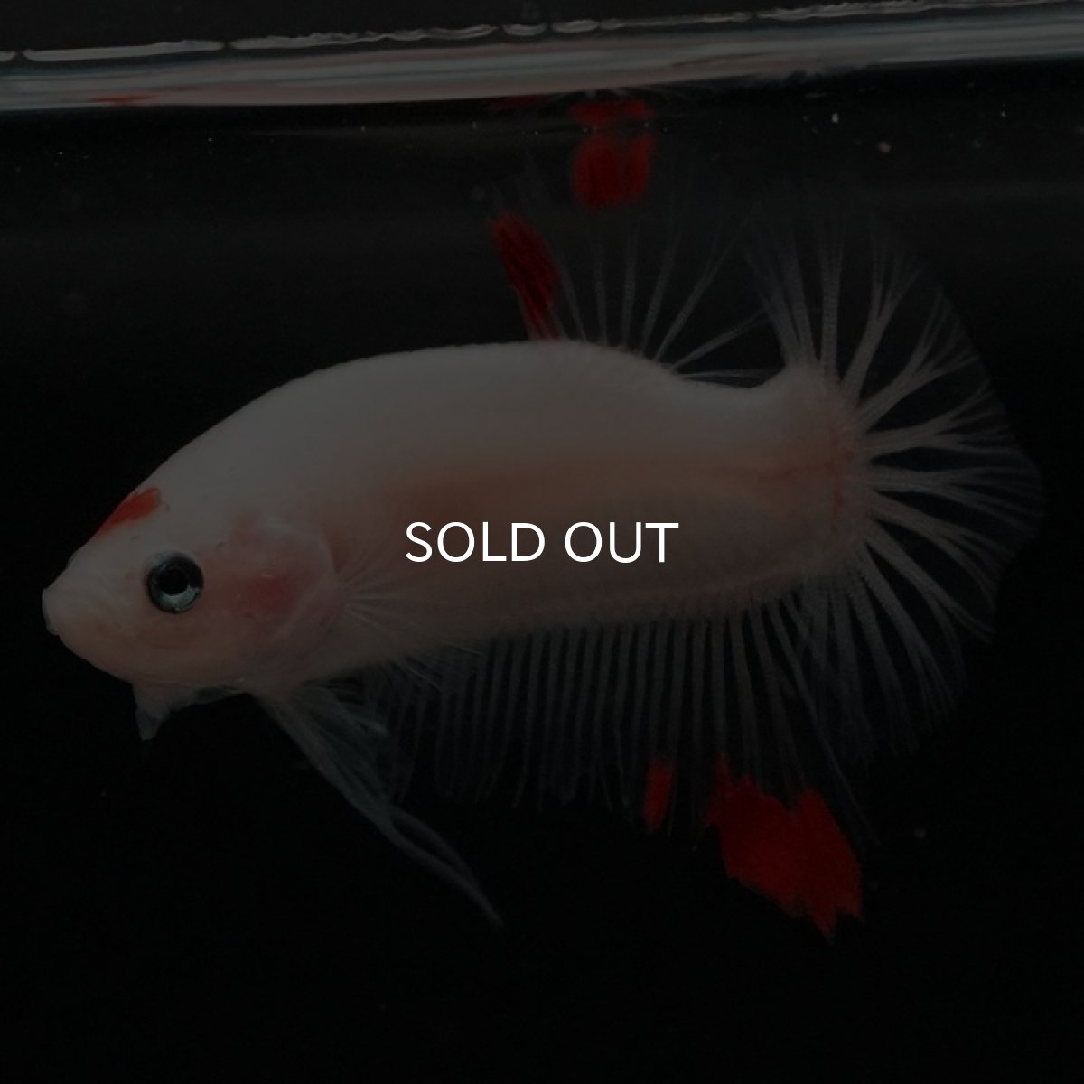 画像4: HMPK ファンシー (4)