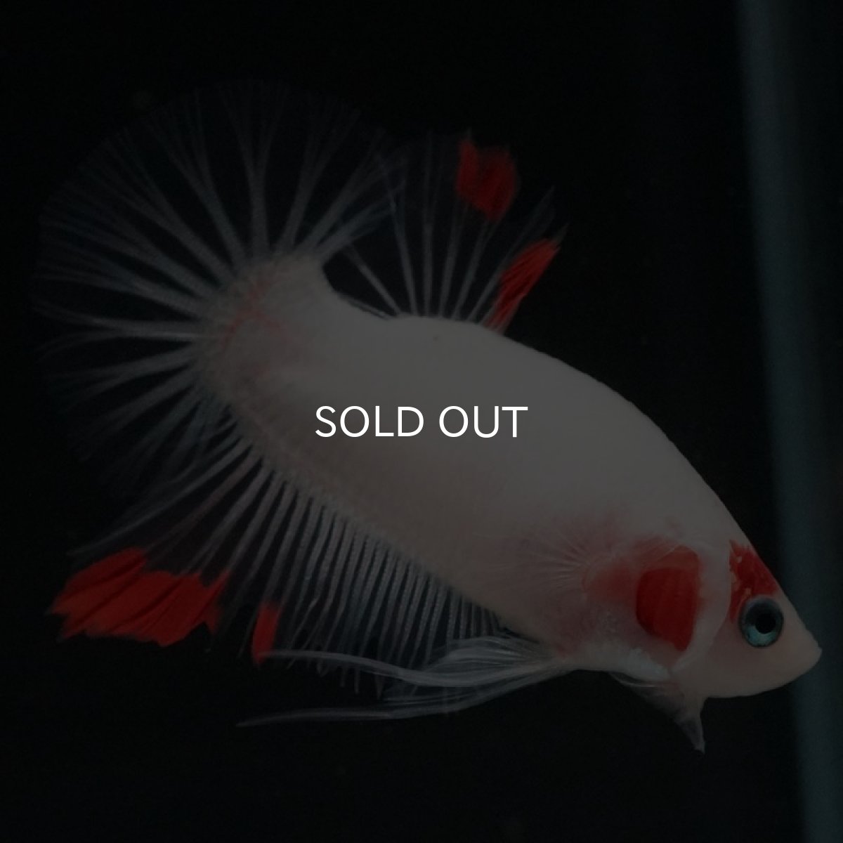 画像5: HMPK ファンシー (5)