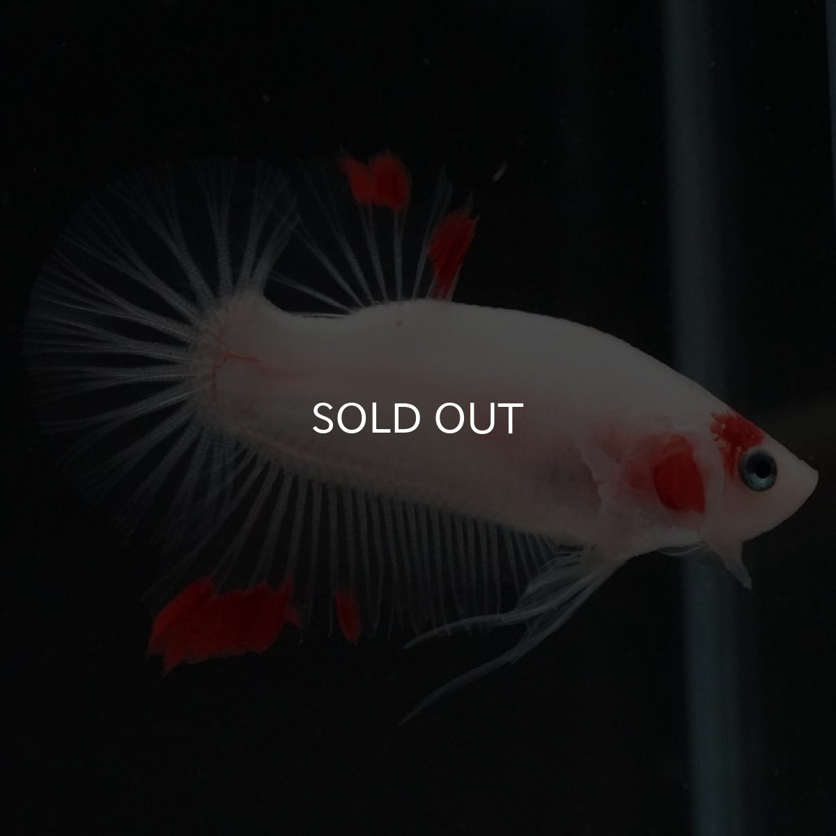 画像3: HMPK ファンシー (3)