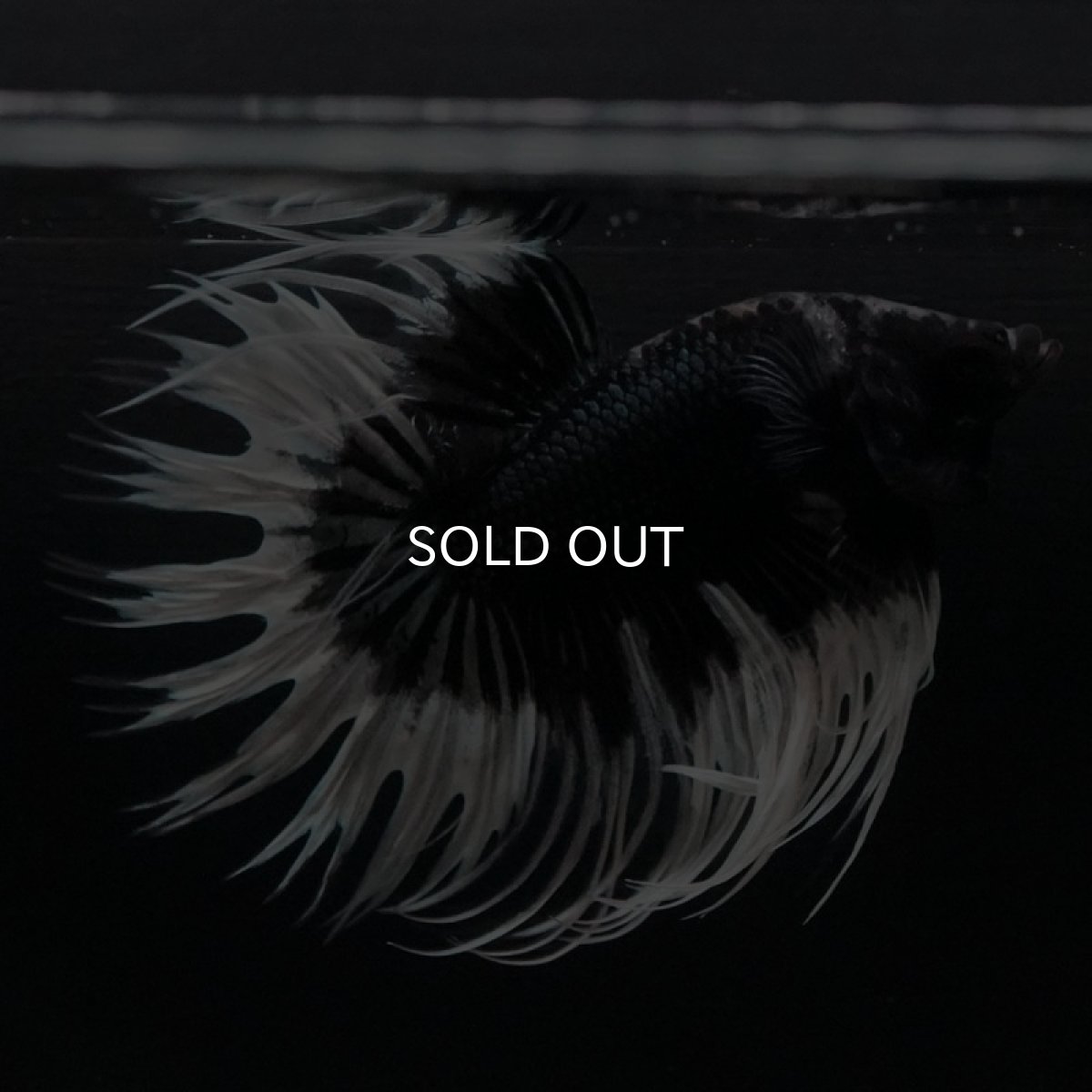 画像3: CT ブラックカッパーバタフライ (3)