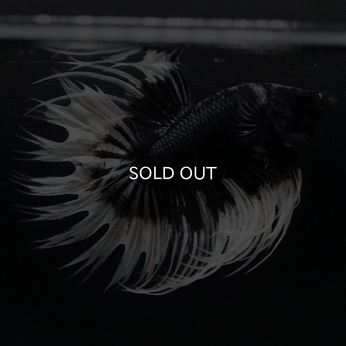 画像5: CT ブラックカッパーバタフライ (5)