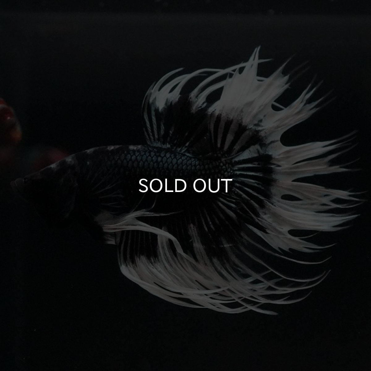 画像4: CT ブラックカッパーバタフライ (4)