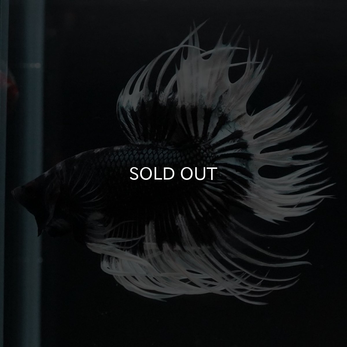 画像2: CT ブラックカッパーバタフライ (2)