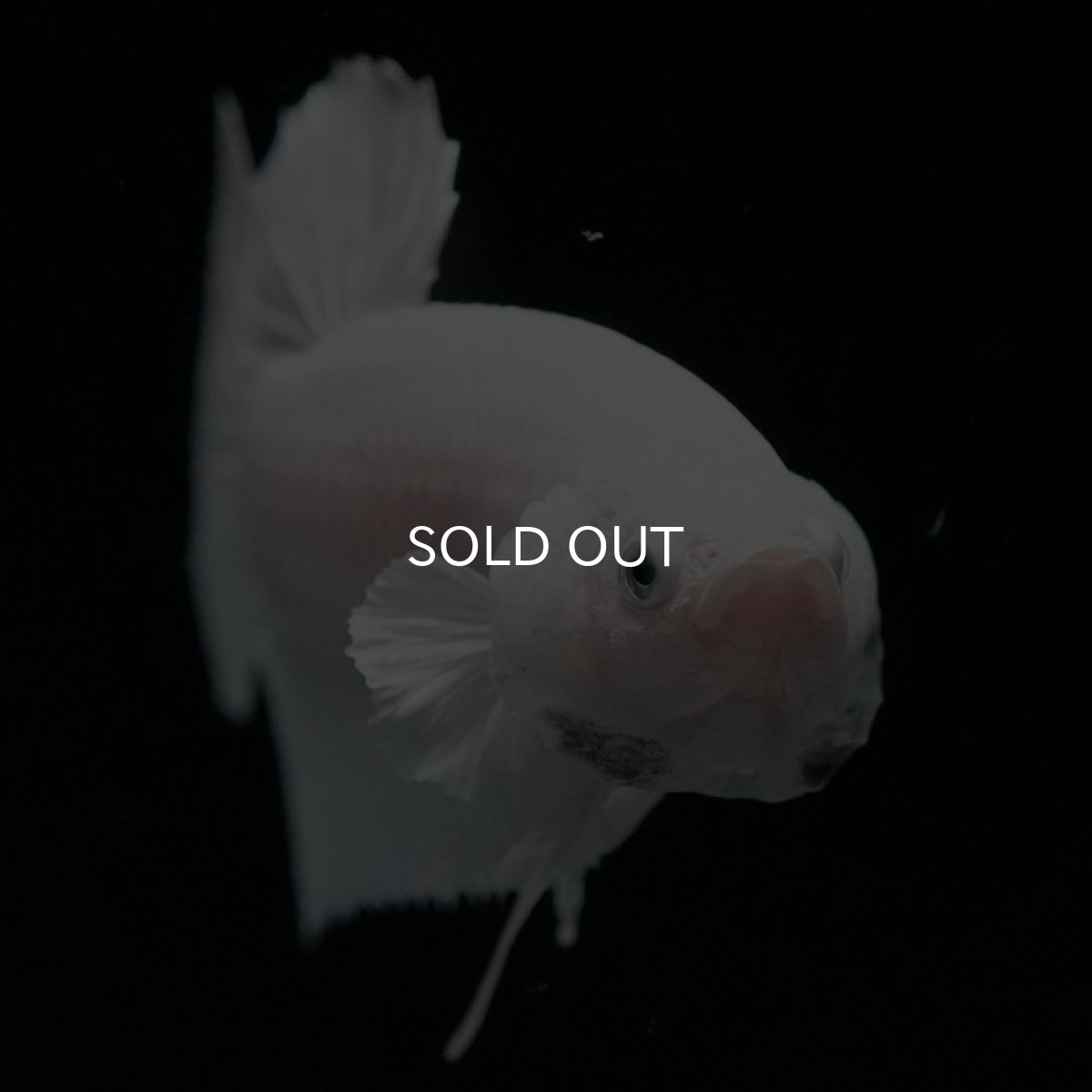 画像5: HMPK ホワイト (5)