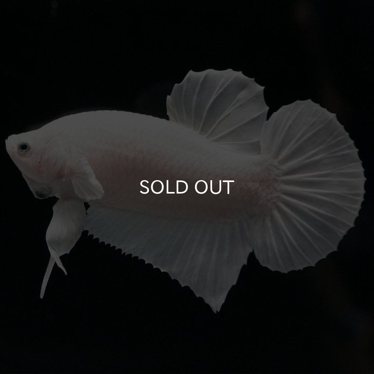 画像2: HMPK ホワイト (2)