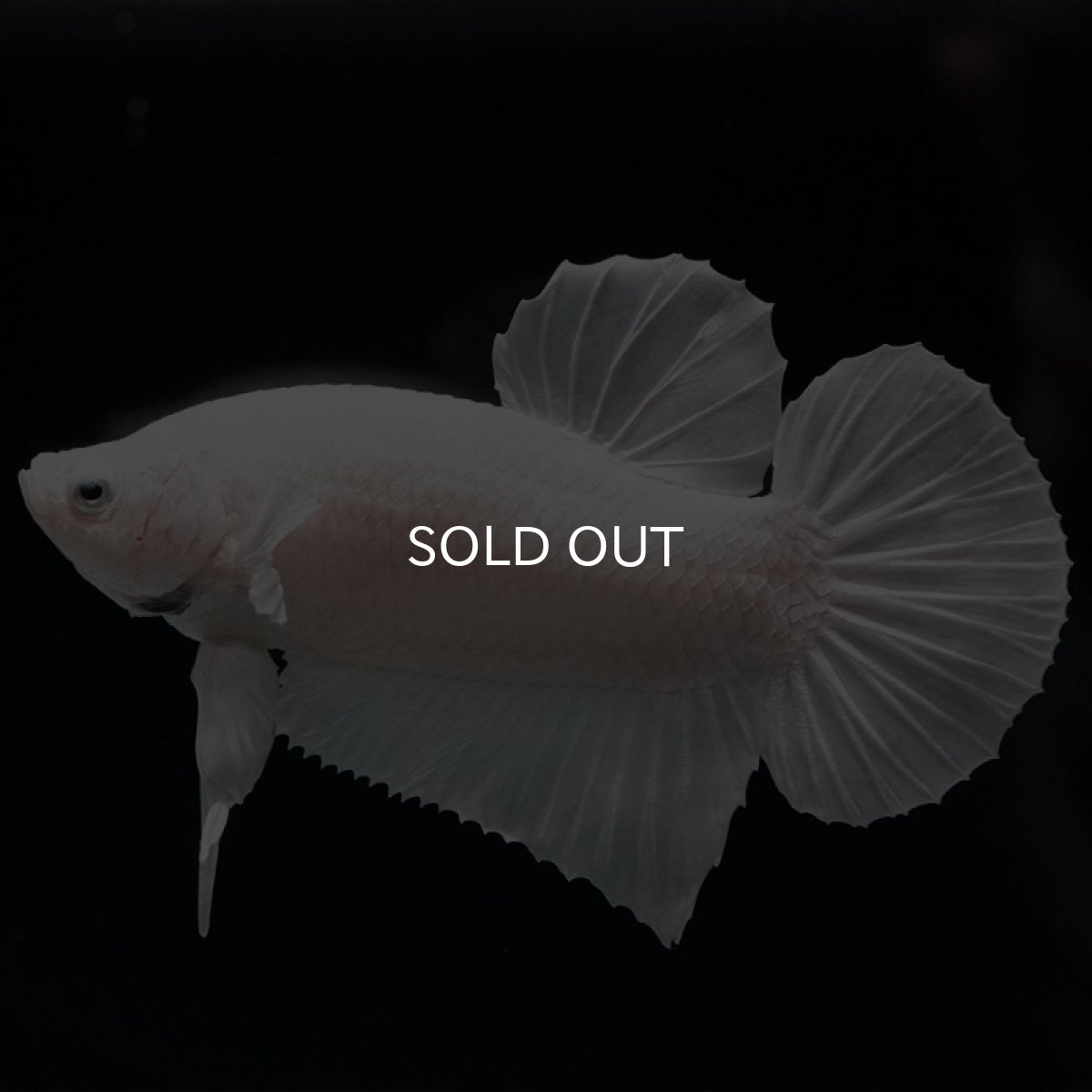 画像4: HMPK ホワイト (4)