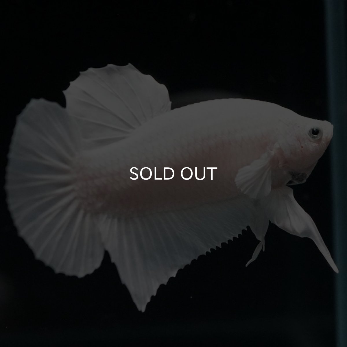 画像3: HMPK ホワイト (3)