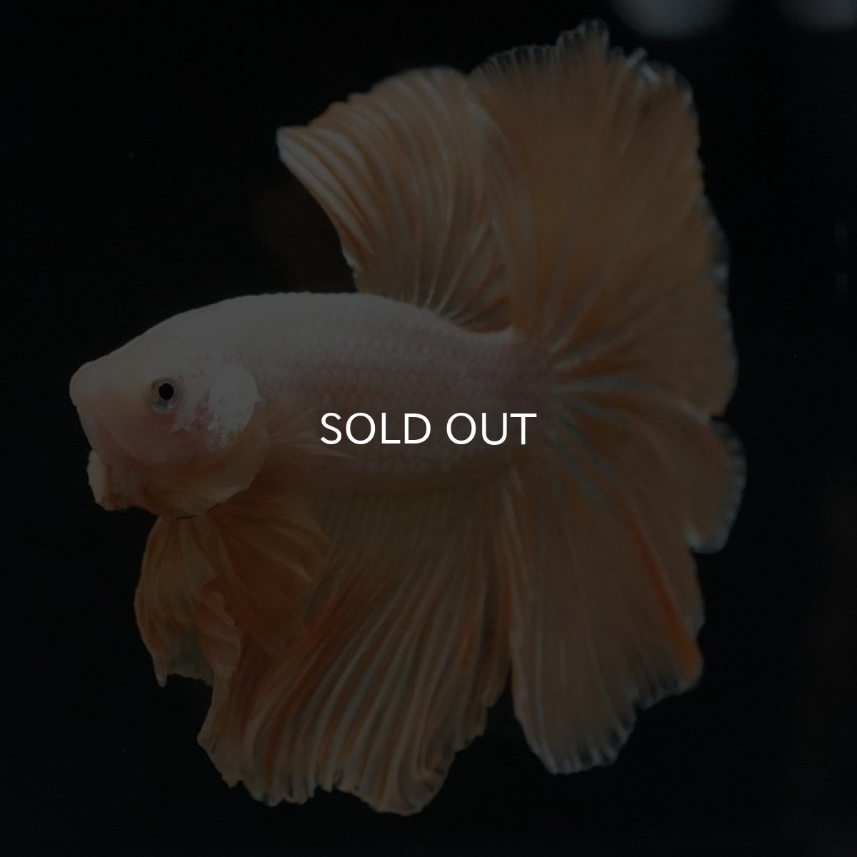 画像5: HM プラチナイエロードラゴン (5)