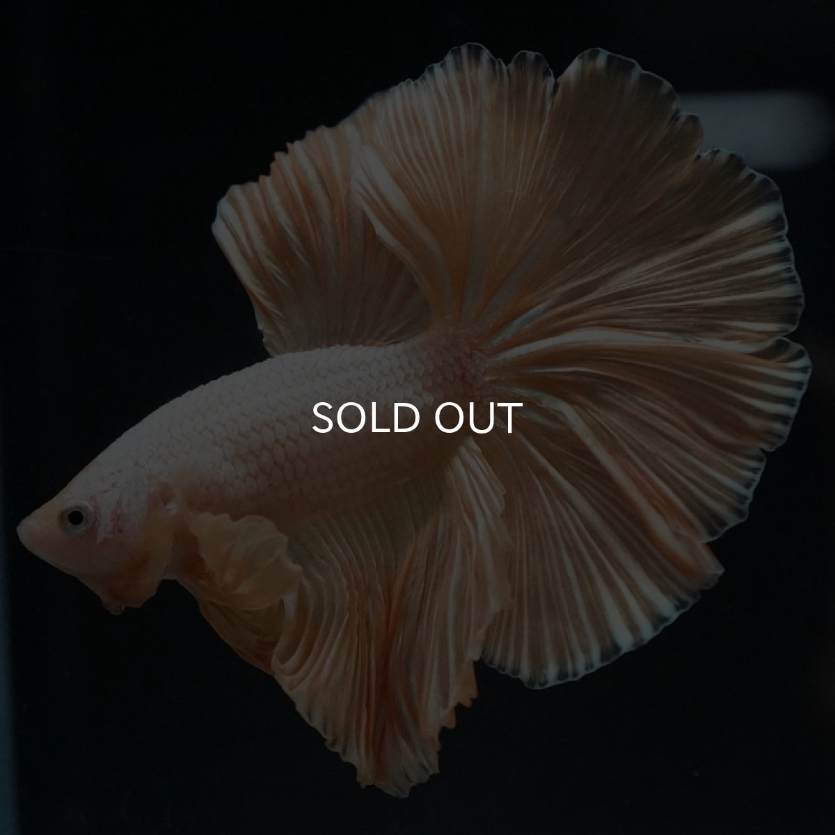 画像4: HM プラチナイエロードラゴン (4)