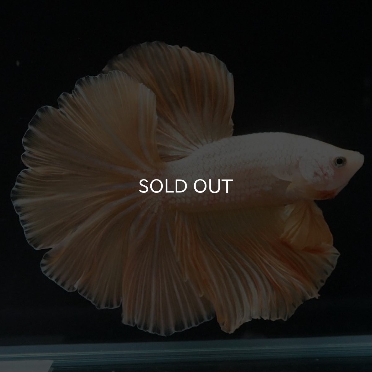 画像3: HM プラチナイエロードラゴン (3)