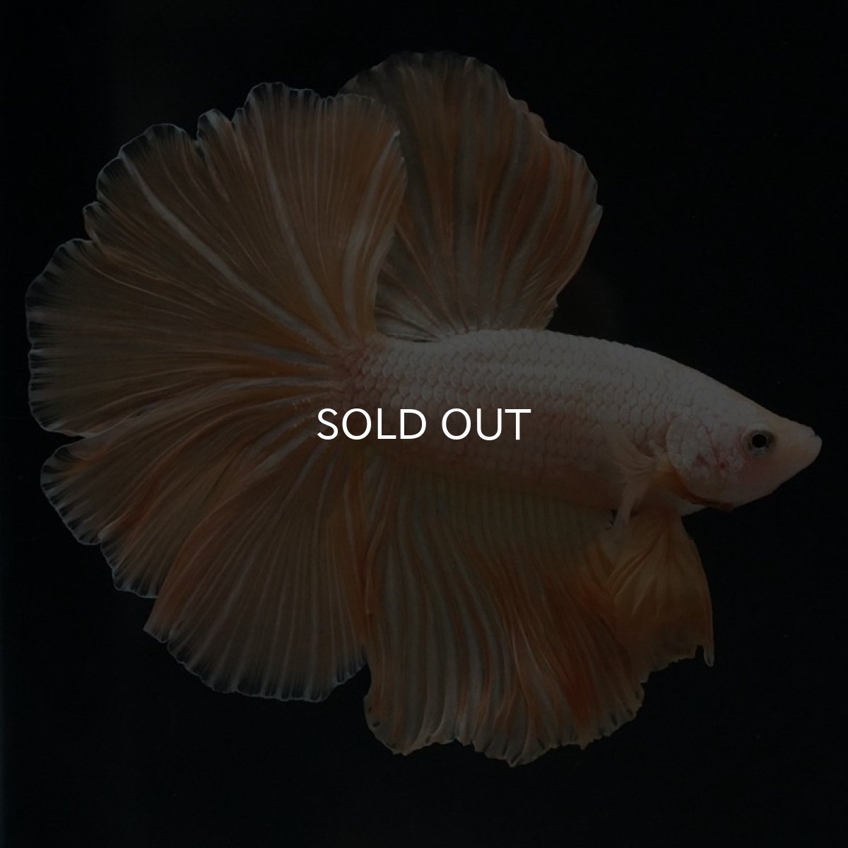 画像2: HM プラチナイエロードラゴン (2)