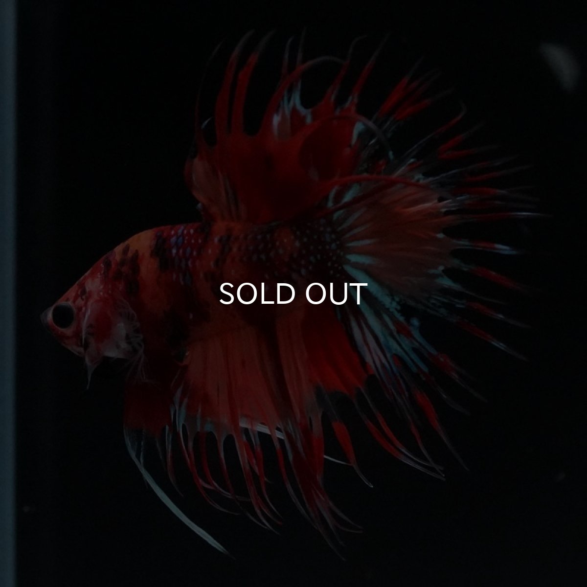 画像7: CT キャンディ (7)