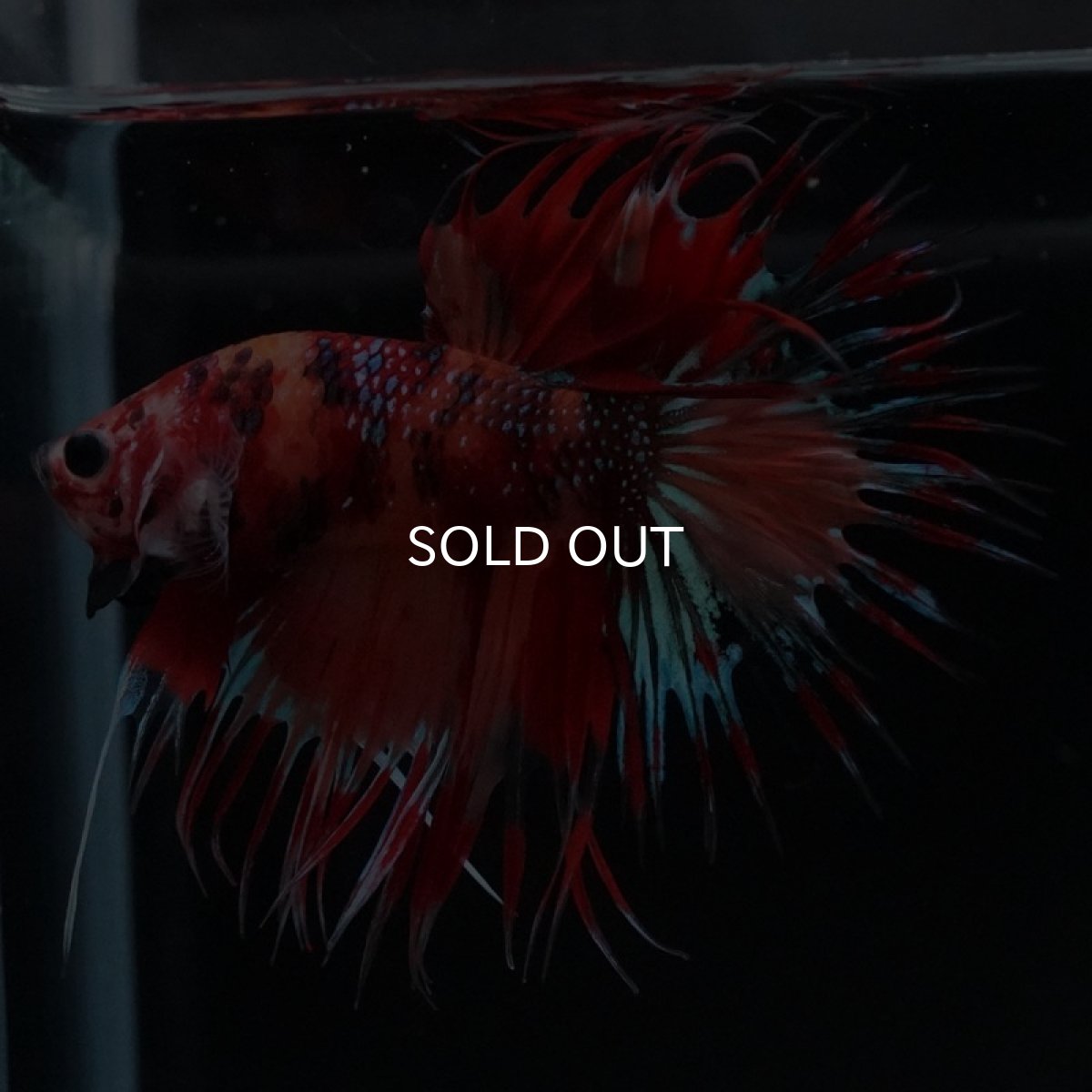 画像4: CT キャンディ (4)