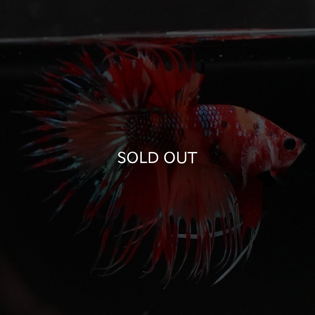 画像6: CT キャンディ (6)