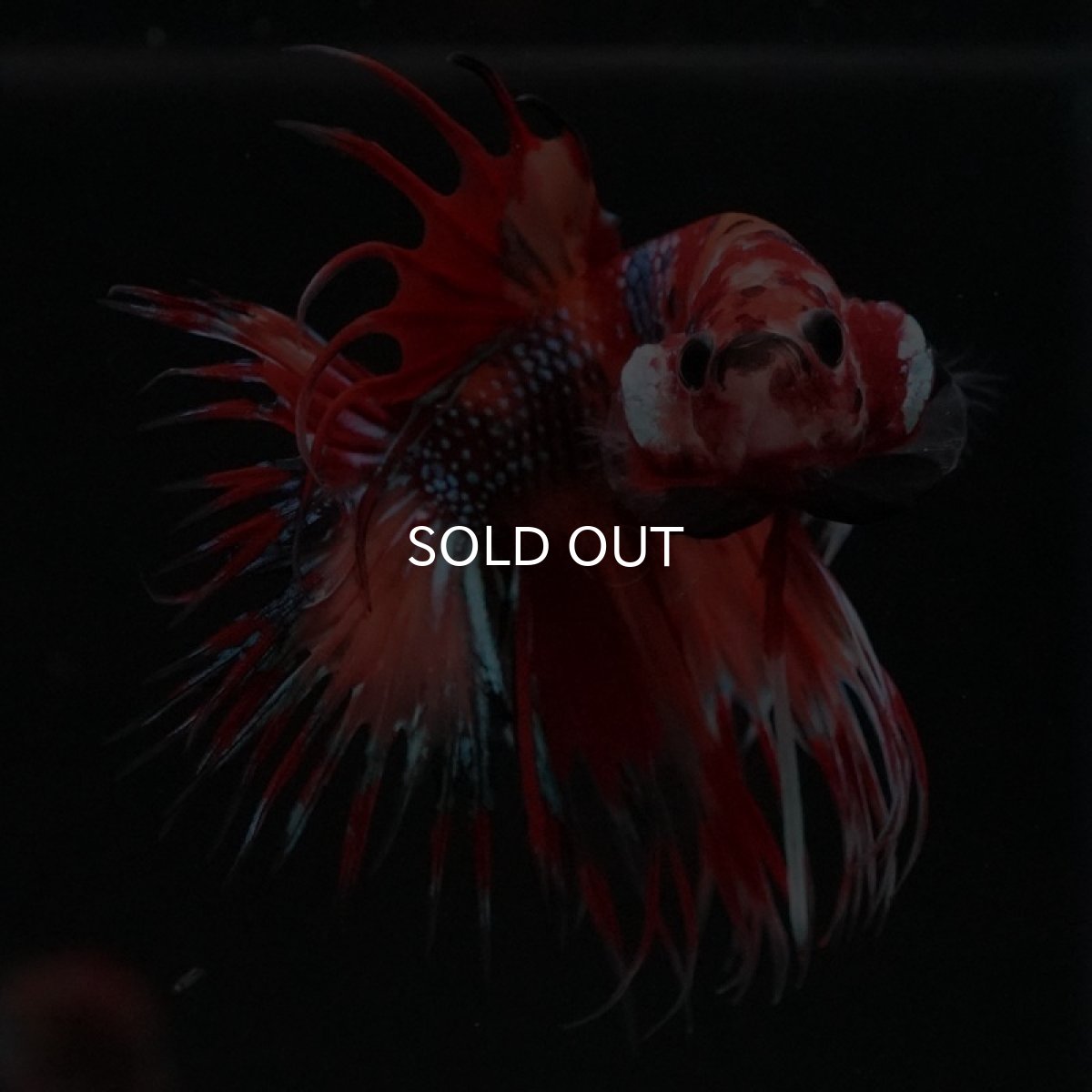 画像5: CT キャンディ (5)