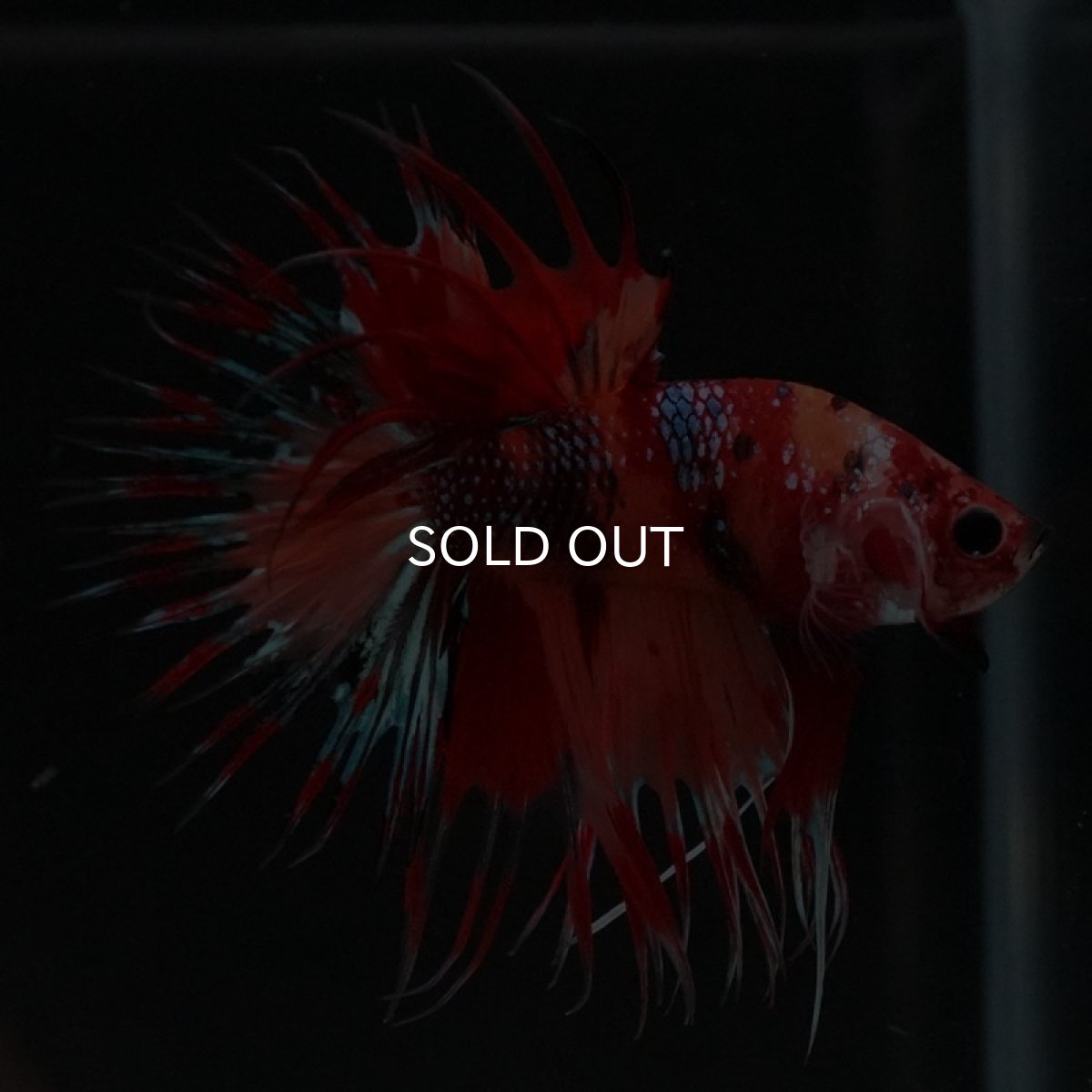 画像3: CT キャンディ (3)