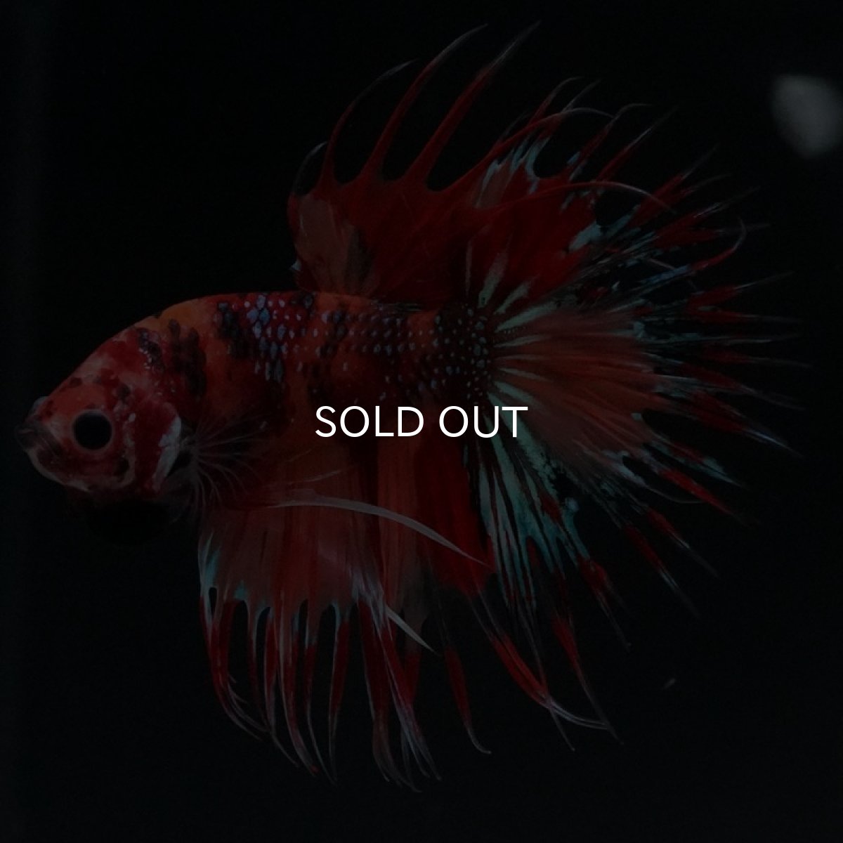 画像2: CT キャンディ (2)