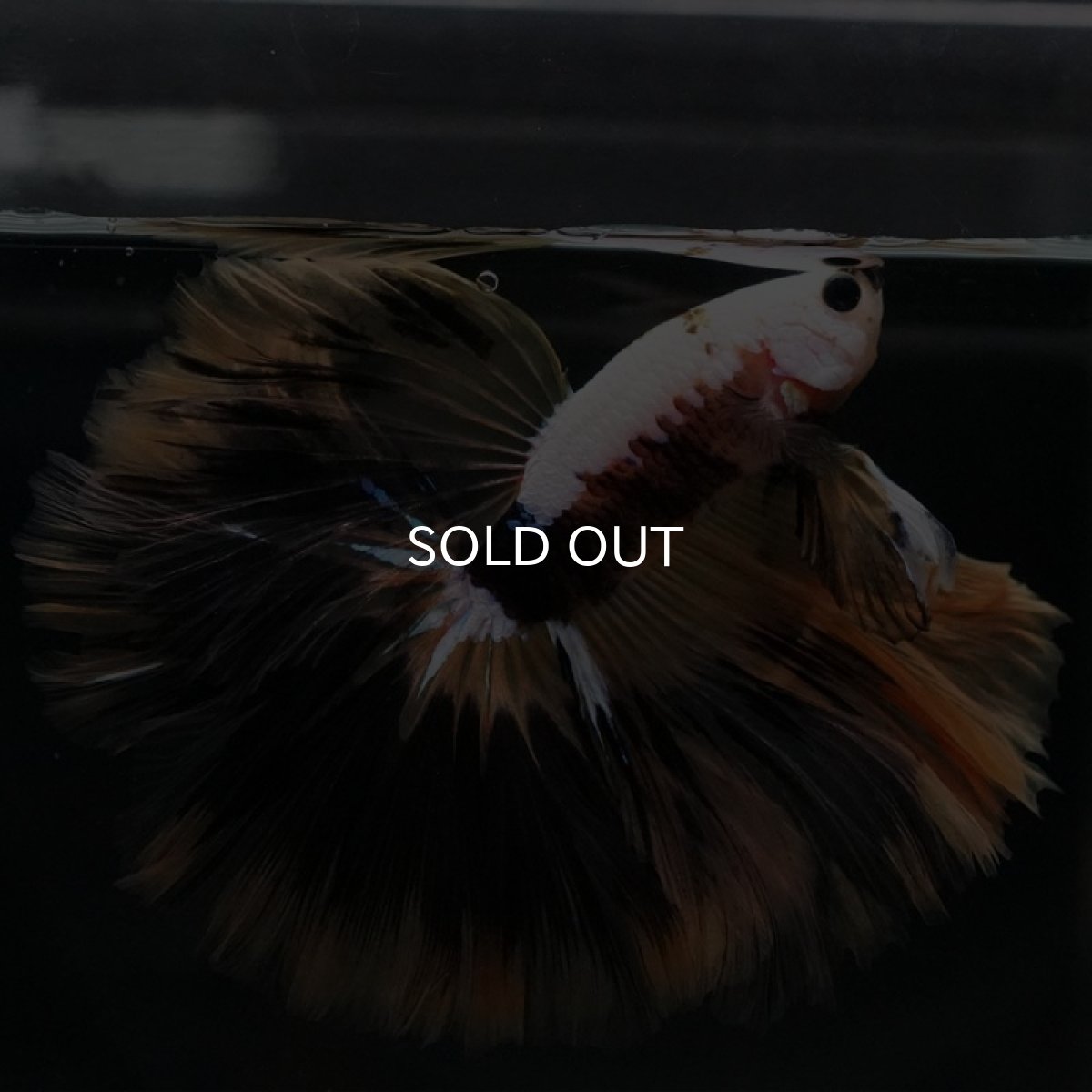 画像8: HM イエローファンシー (8)