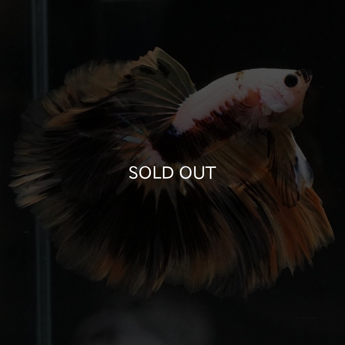 画像7: HM イエローファンシー (7)