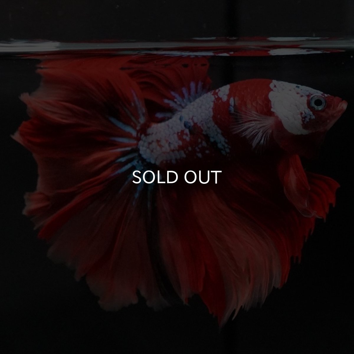 画像9: HM キャンディ ローズテール (9)