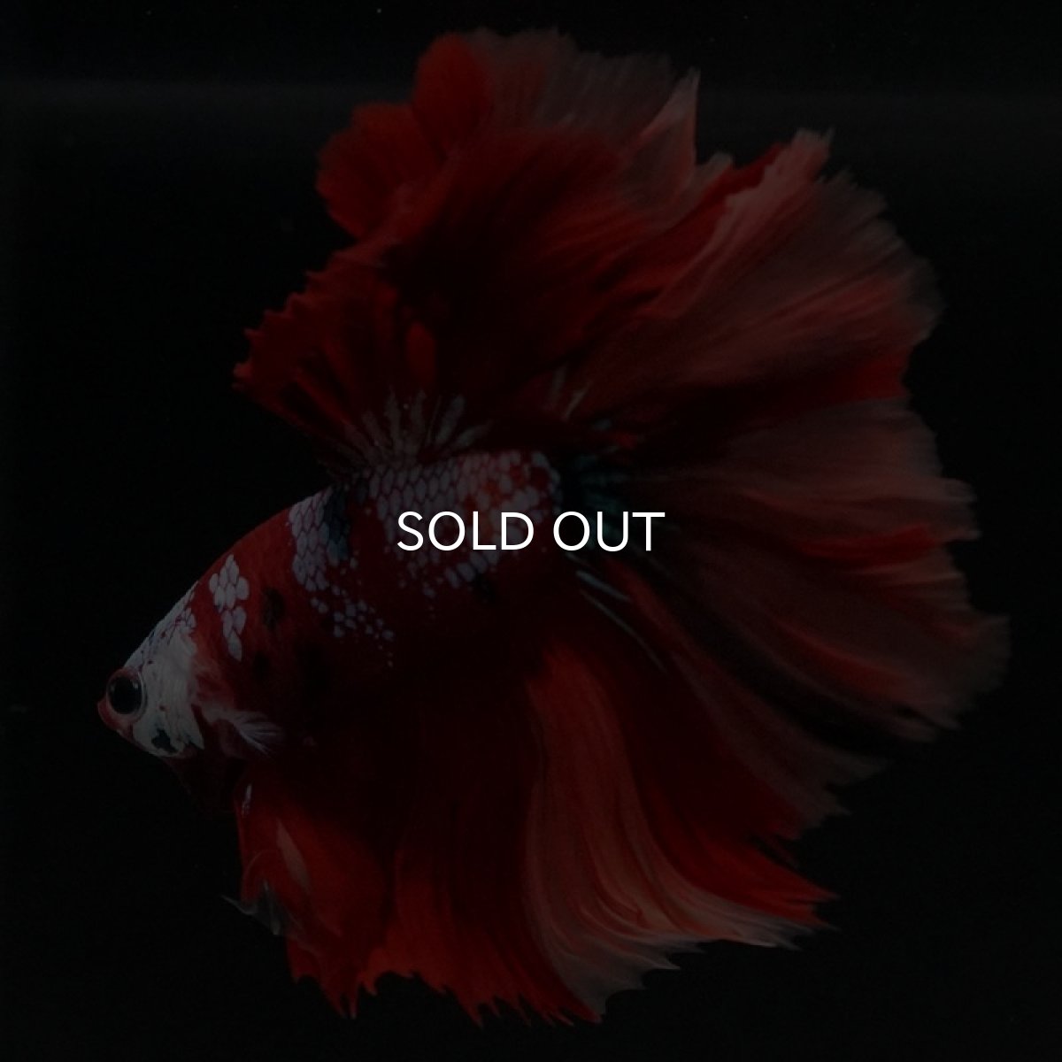 画像8: HM キャンディ ローズテール (8)