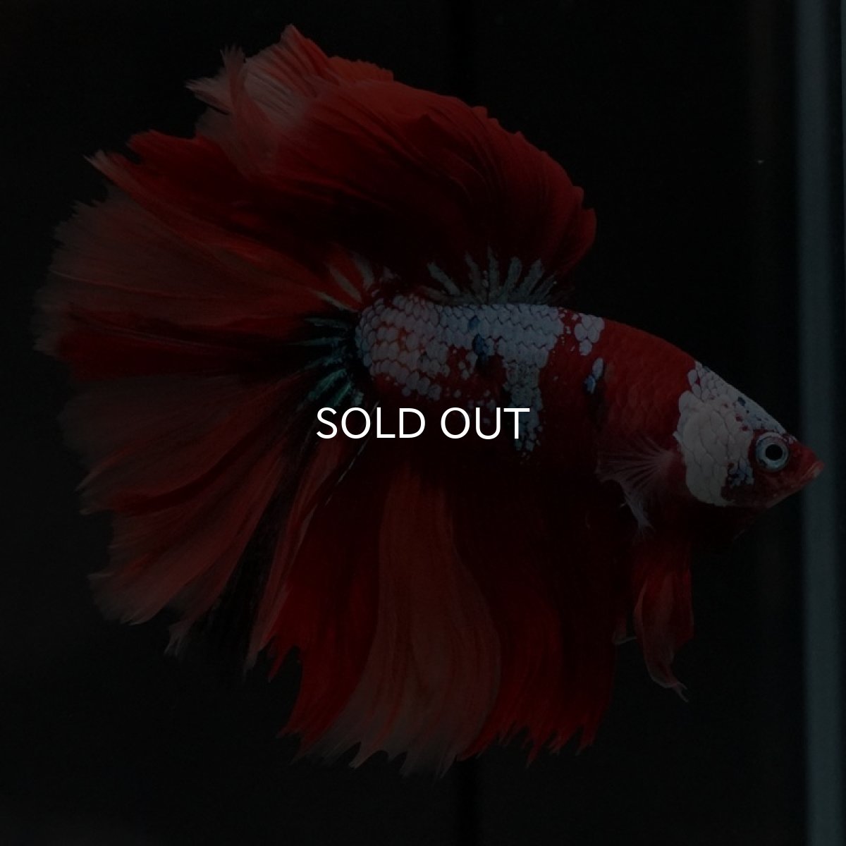 画像7: HM キャンディ ローズテール (7)