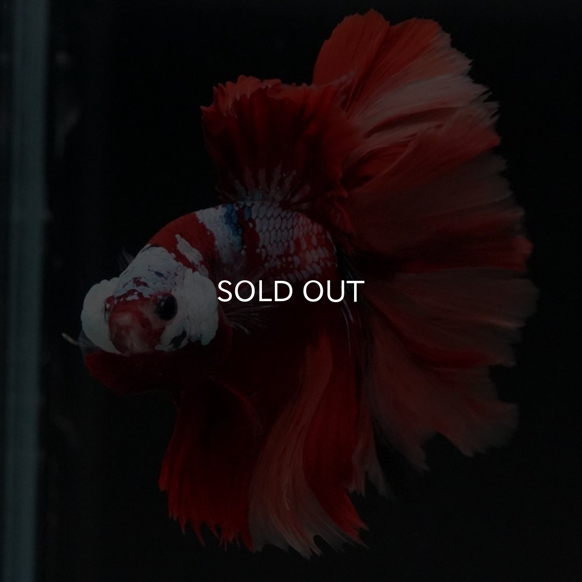 画像6: HM キャンディ ローズテール (6)