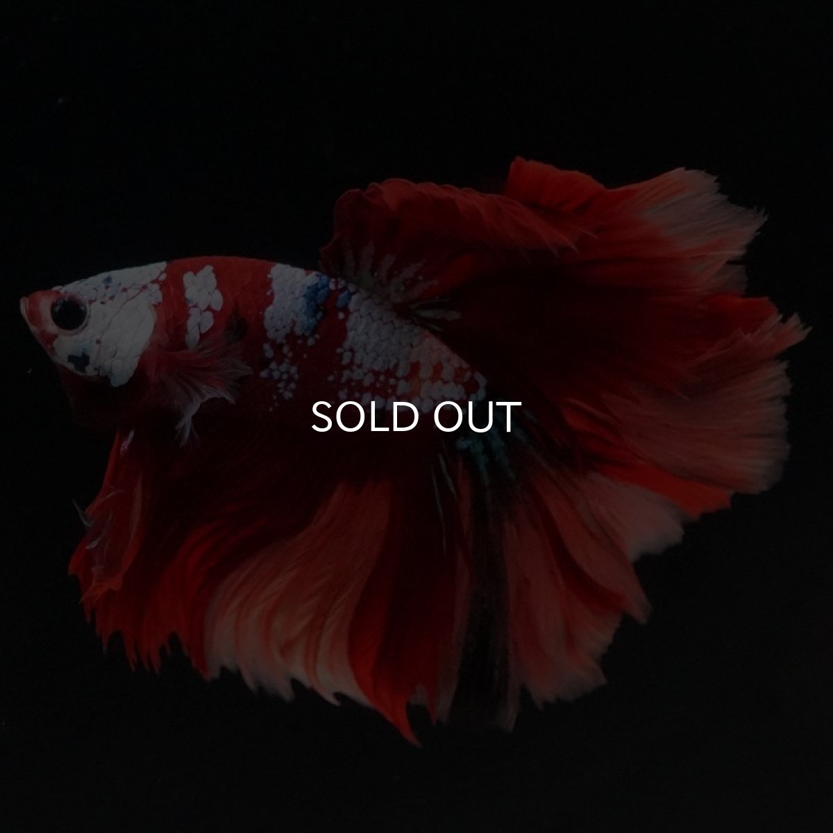 画像5: HM キャンディ ローズテール (5)