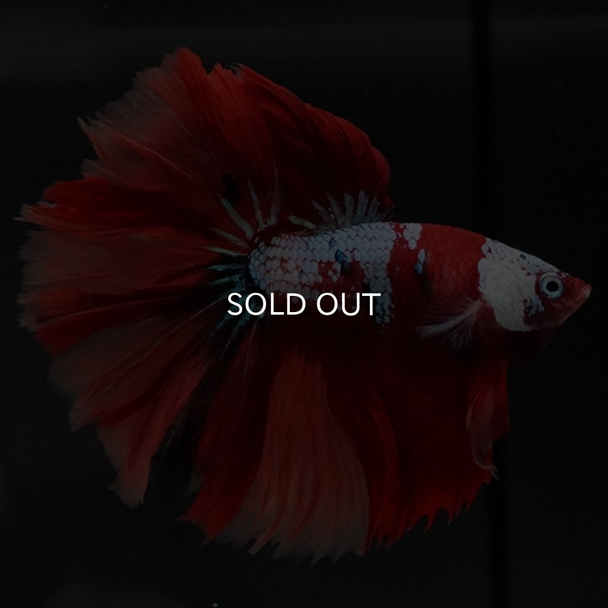 画像4: HM キャンディ ローズテール (4)