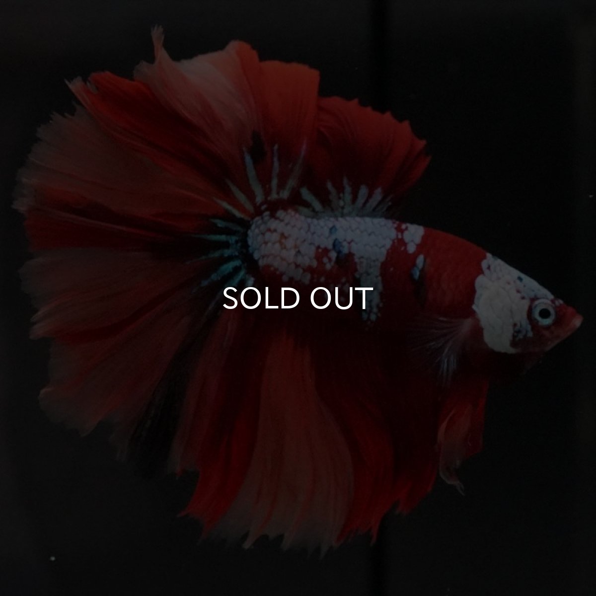 画像2: HM キャンディ ローズテール (2)