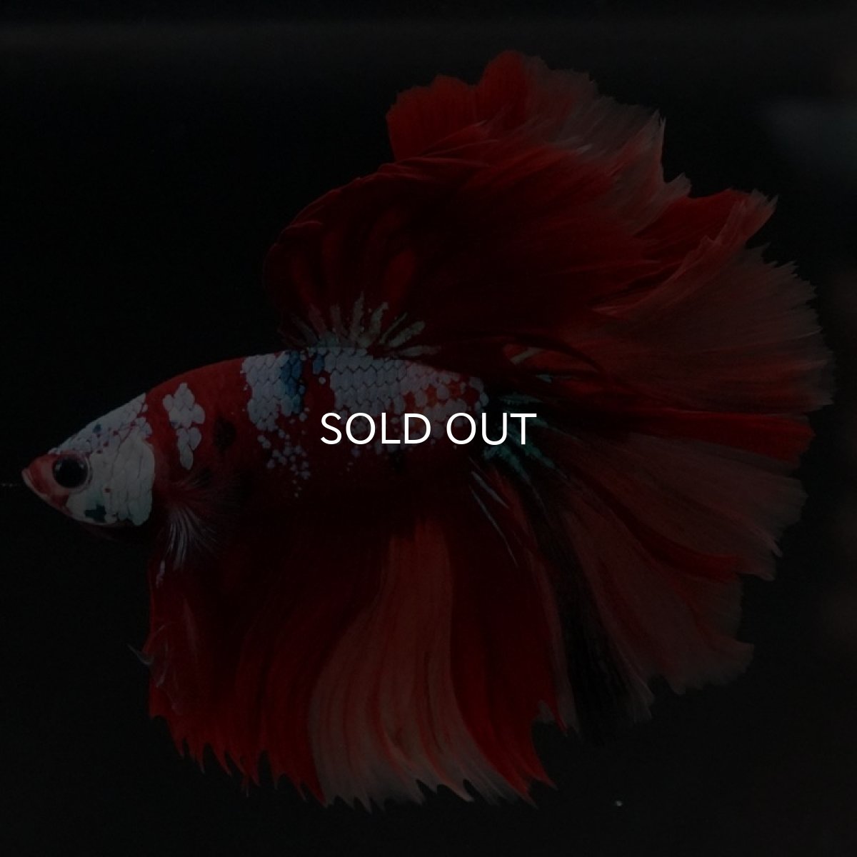 画像3: HM キャンディ ローズテール (3)