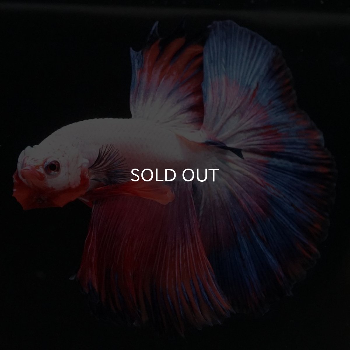 画像8: HM ホワイトファンシー (8)