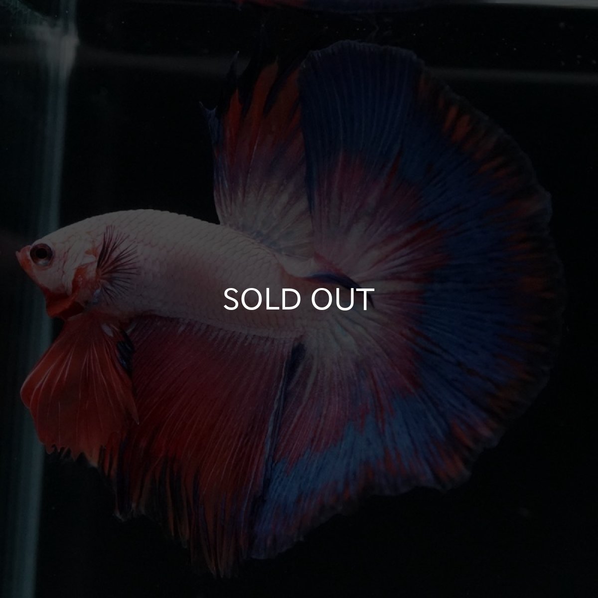 画像7: HM ホワイトファンシー (7)