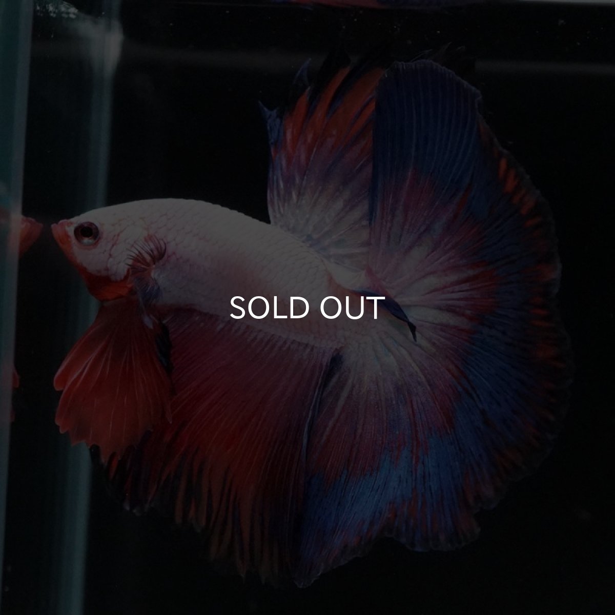 画像6: HM ホワイトファンシー (6)