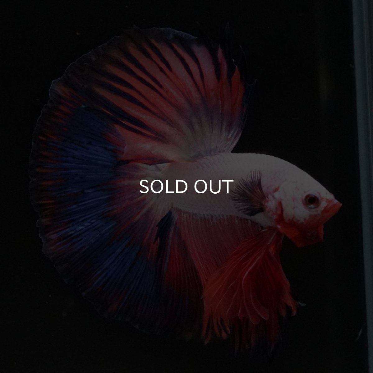 画像3: HM ホワイトファンシー (3)